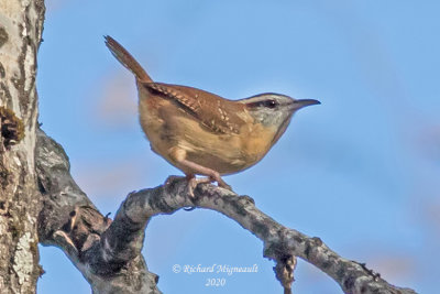 Troglodyte de Caroline - Carolina Wren m20 1