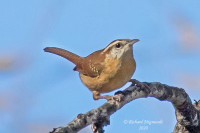 Troglodyte de Caroline - Carolina Wren m20 2