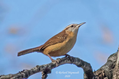 Troglodyte de Caroline - Carolina Wren m20 3