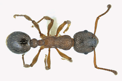 Ant - Myrmica sp4 2 m20 