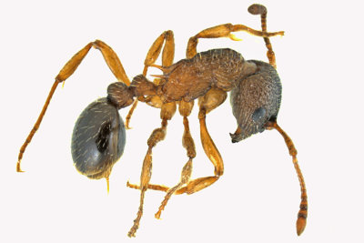 Ant - Myrmica sp4 1 m20 