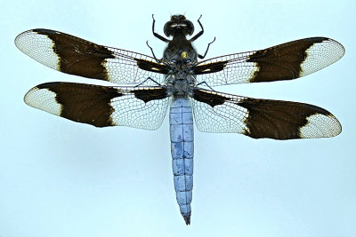 Skimmer - Plathemis lydia - Common Whitetail, male m20 
