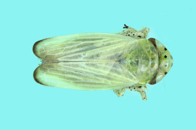 Leafhopper - Graphocraerus ventralis m20