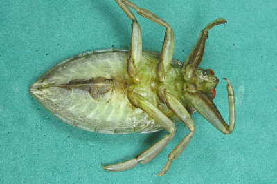 Giant water bug - Lethocerus americanus m20 