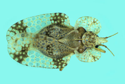 Lace Bug - Corythucha sp3 m20 