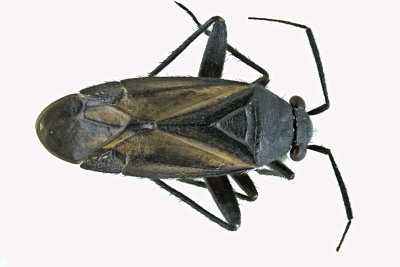 Plant bug - Orthocephalus coriaceus m20 