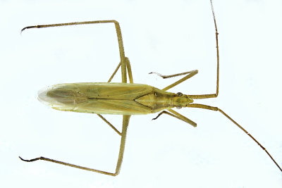 Plant Bug - Megaloceroea recticornis m20