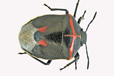 Stink bug - Cosmopepla lintneriana - Twice-stabbed Stink bug m20