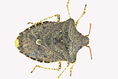 Stink Bug - Euschistus tristigmus m20