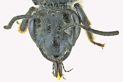 Mining Bee - Andrena - Subgenus Andrena sp m20 