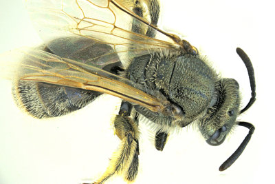 Sweat bee - Lasioglossum m20 2