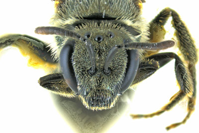 Sweat bee - Lasioglossum m20 3