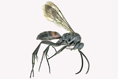 Spider Wasp sp1 m20 1