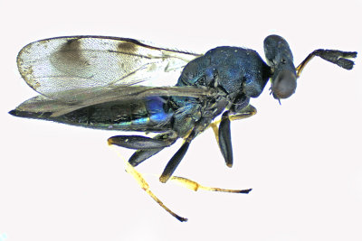 Eulophidae - Subfamily Eulophinae sp3 m20 
