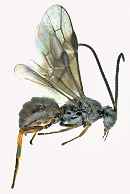 Braconid Wasp - Braconinae sp2 m20 1