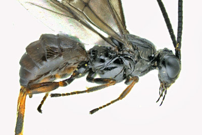 Braconid Wasp - Braconinae sp2 m20 2
