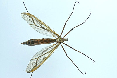 Hairy-eyed Crane fly - Pedicia sp m20 1