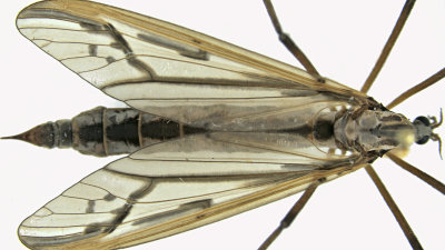Hairy-eyed Crane fly - Pedicia sp m20 2