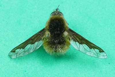 Bee Fly - Bombylius major m20 
