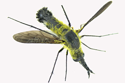 Bee Fly - Lepidophora lutea m20 1