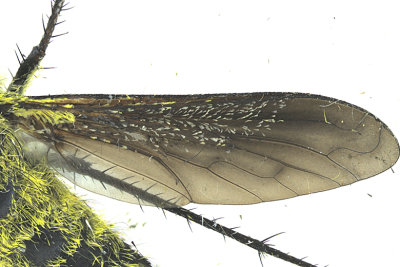 Bee Fly - Lepidophora lutea m20 2