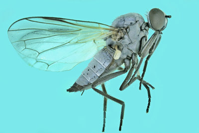 Dance Fly - Rhamphomyia - subgenus Megacyttarus m20 1