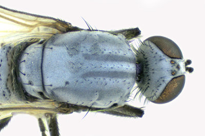 Dance Fly - Rhamphomyia - subgenus Megacyttarus m20 2