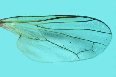 Dance Fly - Rhamphomyia - subgenus Megacyttarus m20 3