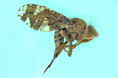 Fruit Fly - Eurosta solidaginis m20 1