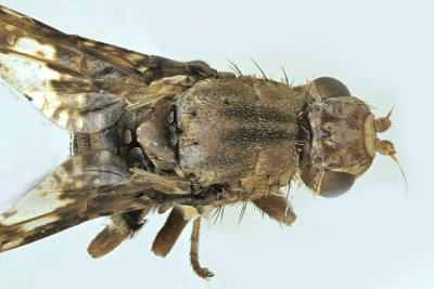 Fruit Fly - Eurosta solidaginis m20 2