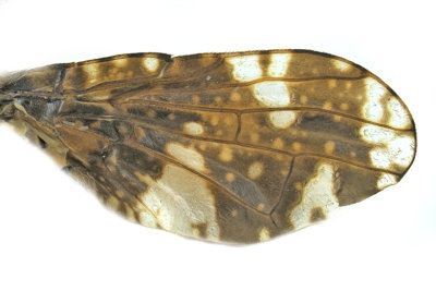 Fruit Fly - Eurosta solidaginis m20 3