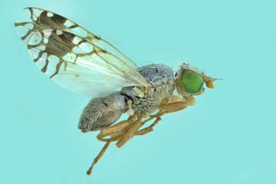 Fruit Fly - Trupanea actinobola m20