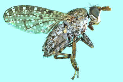 Marsh Fly - Dictya sp4 m20 1