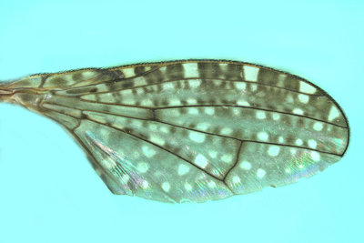 Marsh Fly - Dictya sp4 m20 2