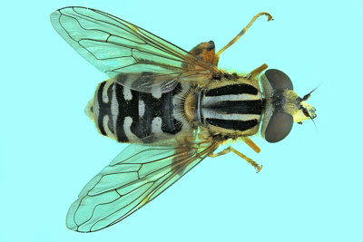 Syrphid Fly - Eurimyia stipata m20 1