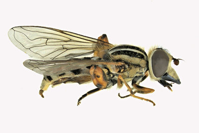 Syrphid Fly - Eurimyia stipata m20 2