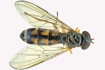 Syrphid Fly - Melanostoma mellinum m20 1 