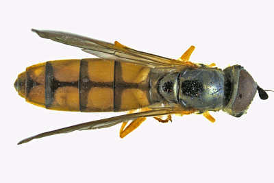 Syrphid Fly - Platycheirus - subgenus Platycheirus m20