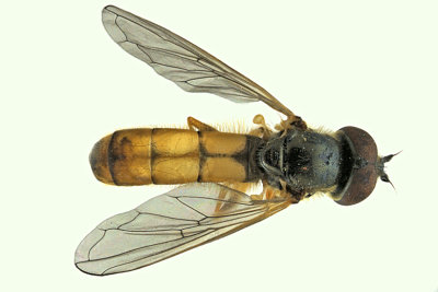 Syrphid Fly - Platycheirus sp2 m20 1 