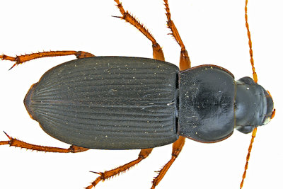 Ground beetle - Harpalus rufipes m20 1