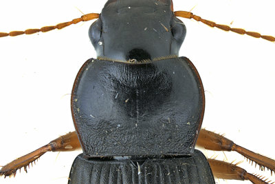 Ground beetle - Harpalus rufipes m20 2