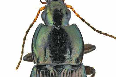 Woodland Ground Beetle - Poecilus lucublandus lucublandus m20 2