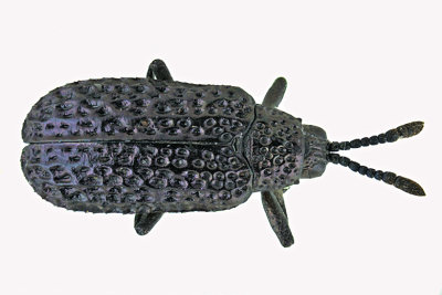 Leaf beetle - Microrhopala excavata m20 