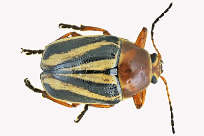Leaf Beetle - Cryptocephalus gibbicollis m20 