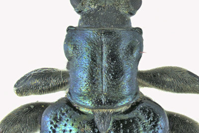 Aquatic Leaf Beetle - Plateumaris frosti m20 2 
