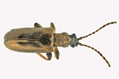 Aquatic Leaf Beetle - Plateumaris rufa m20 1