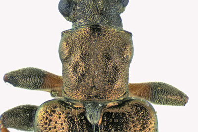 Aquatic Leaf Beetle - Plateumaris rufa m20 2 