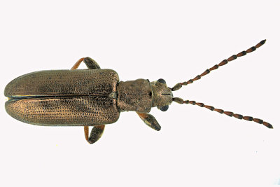 Aquatic Leaf Beetle - Plateumaris rufa m20 3