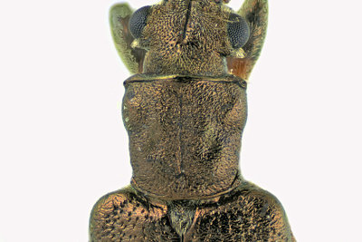Aquatic Leaf Beetle - Plateumaris rufa m20 4