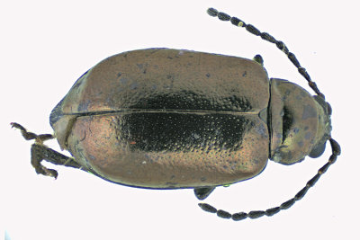 Leaf Beetle - Altica rosae m20 